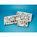 Frey Scientific Washington School Rock Collection 1220-000 /7 CS